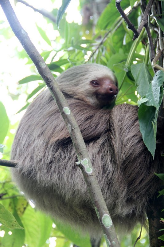 2-Toed Sloth