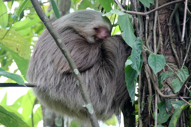 2-Toed Sloth Sleeping