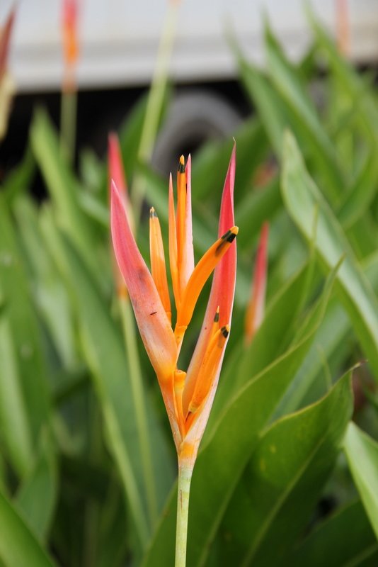 Feather Heliconia