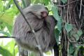 2-Toed Sloth Sleeping