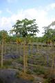 Field of Papaya Trees