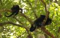 Howler Monkeys at Play