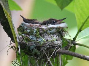 Baby hummingbirds in their nest