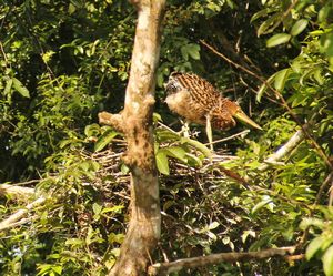 Juvenile Heron in his nest