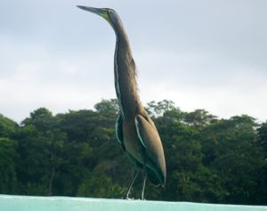 Tiger Heron on the top of a boat