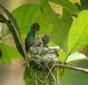 Mother Hummingbird feeding her Chicks