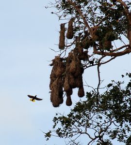 Montezuma Oropendula Nests