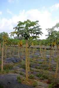 Field of Papaya Trees