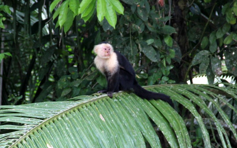Capuchin monkey checks us out