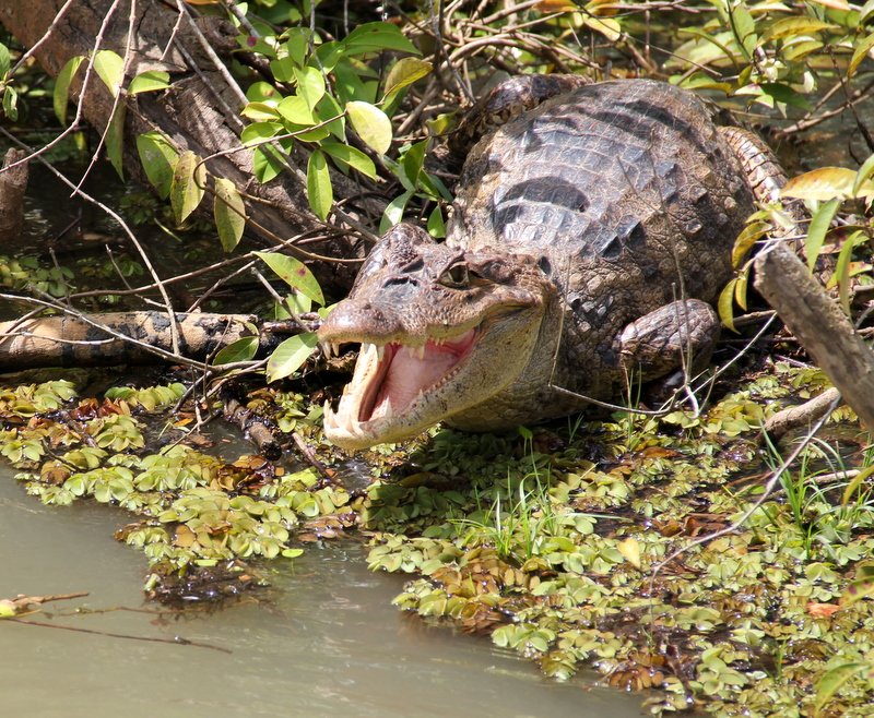 Croc cooling off by opening his mouth
