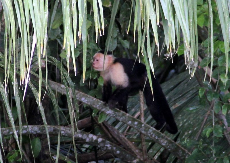 Capuchin (white-faced) monkey