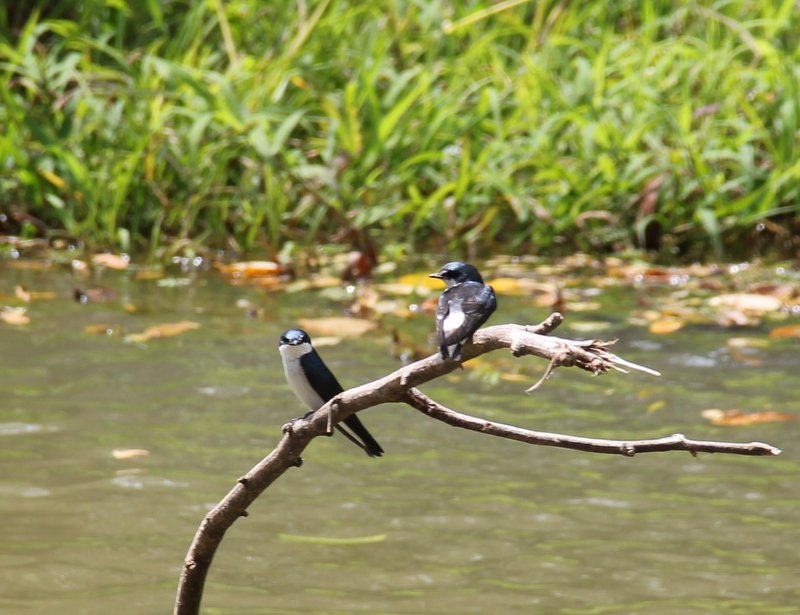 These swallows followed our boat down the river