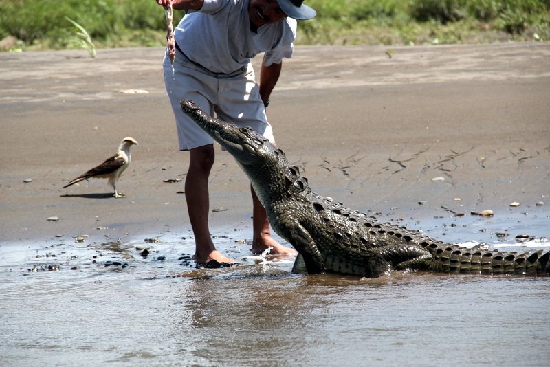 Feeding another croc