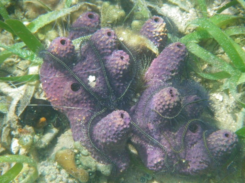 Purple Coral with starfish