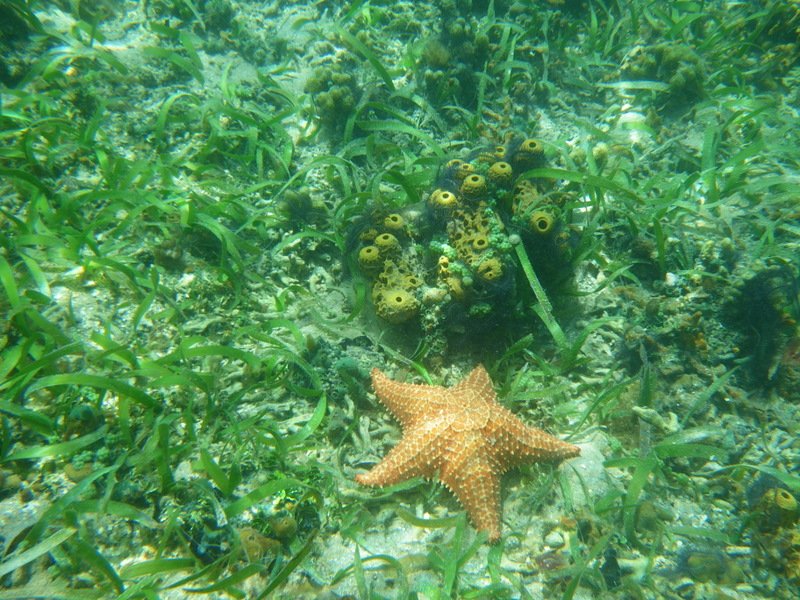 Starfish and sea grass