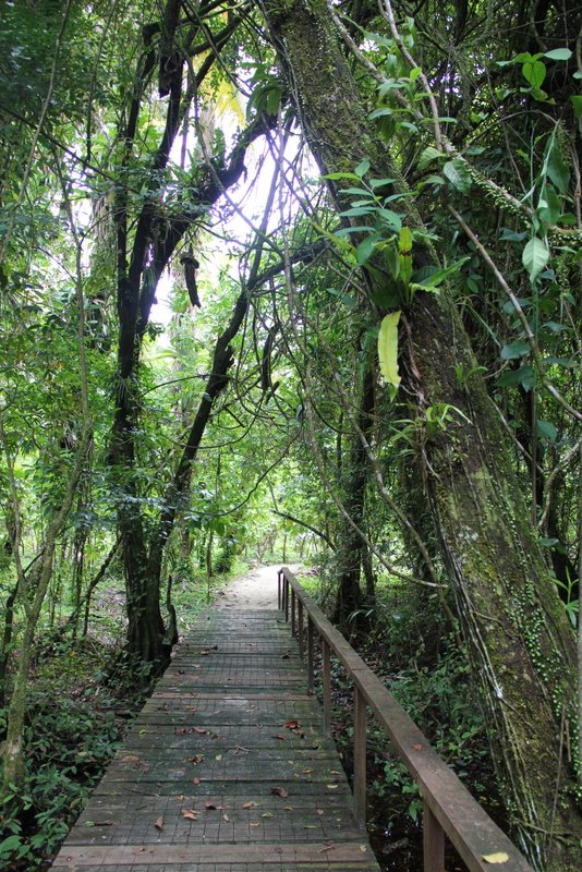 Path through the rain forest