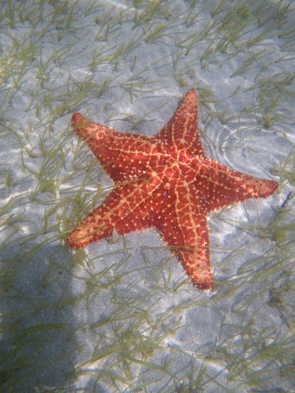 Starfish in the water