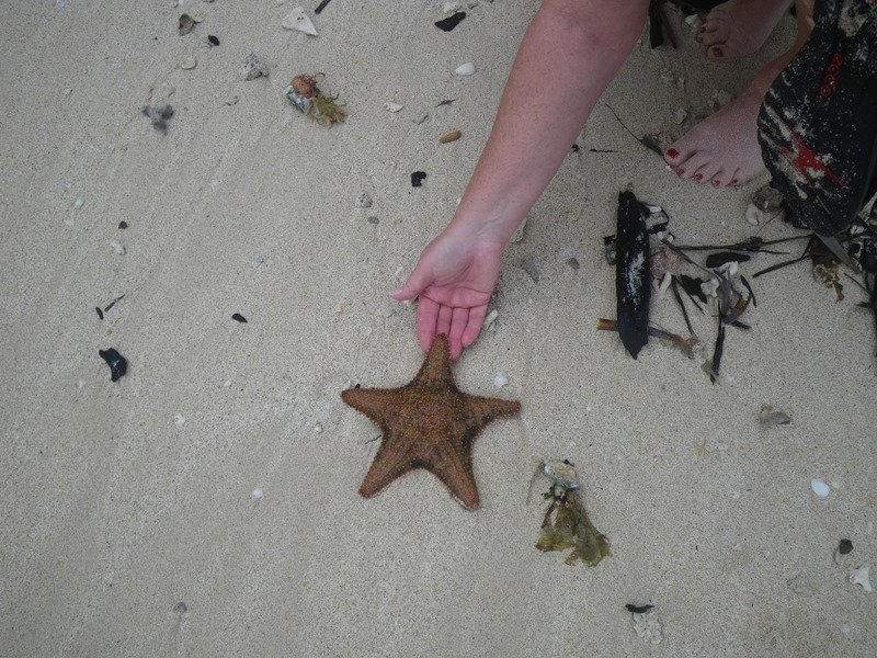 Starfish washed up on the beach