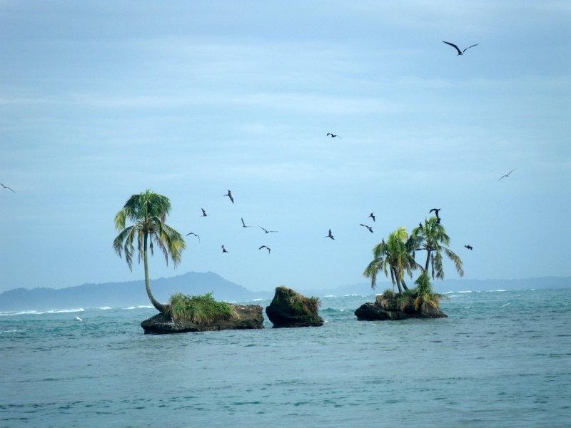Birds around small islands
