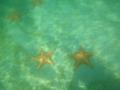 Starfish at Starfish beach