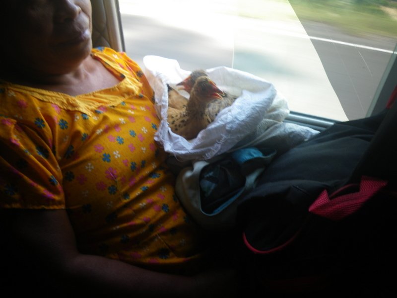Lady with chickens on the bus