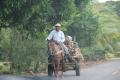 Panamanian Man with Horse Cart