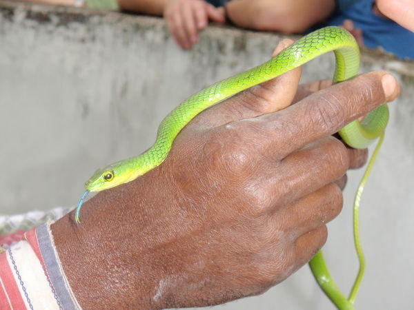 My favorite green snake