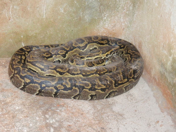 Sick Boa Constrictor in a tiny cage ( I felt so sorry for it) | Photo
