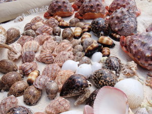 Endangered shells for sale everywhere