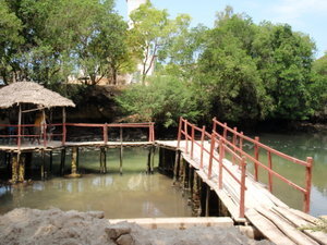 Nungwi Turtle pond and sanctuary