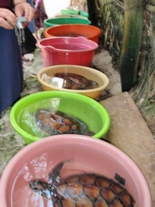 Small turtles kept in buckets 