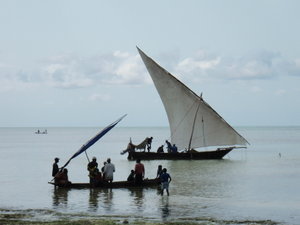 Traditional dhow fishing