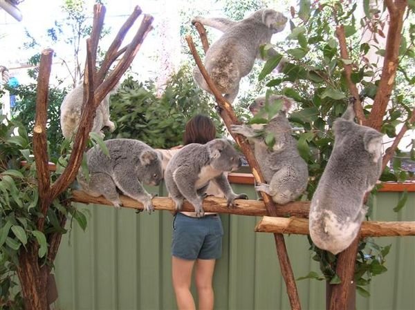 Koala's getting giddy over lunch!