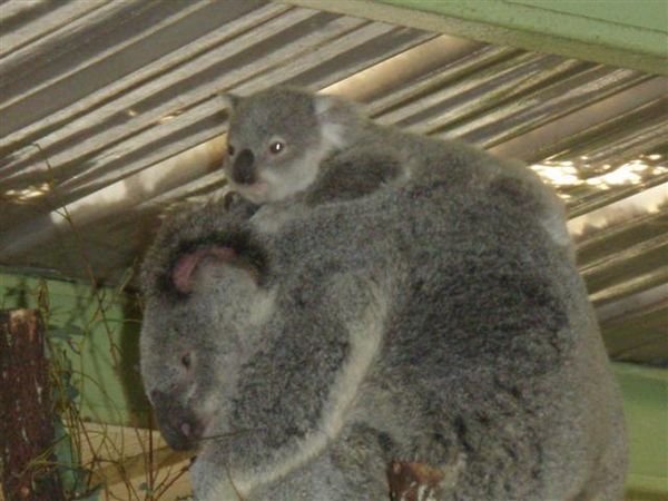 Baby koala and mother