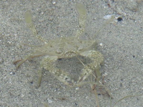 A kung-fu crab