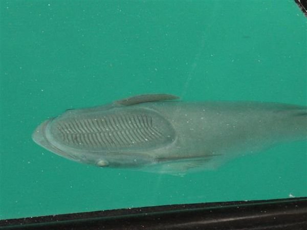 A suckerfish