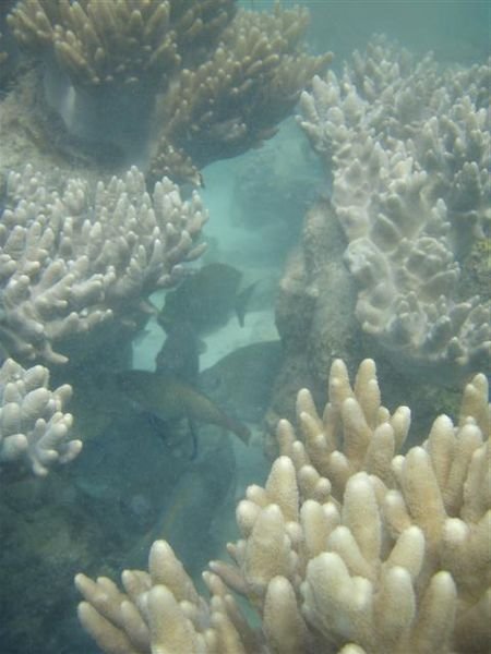 Fish in the coral