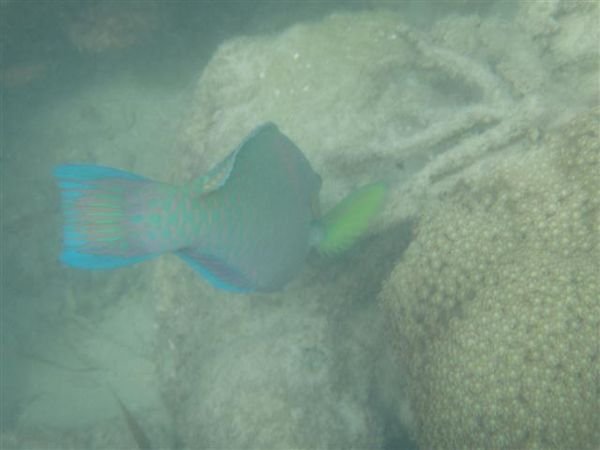 Parrotfish feeding