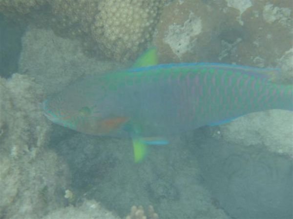 Parrotfish again