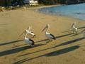 Pelicans at Terrigal