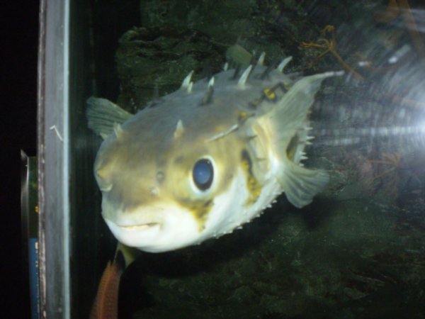 Puffer fish - Aquarium