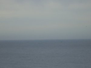 Can you spot the whale?