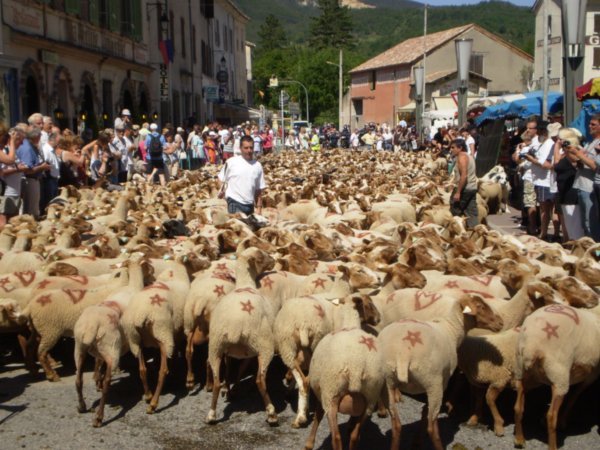 lots of sheep...Bhhaaa..king mad!!!