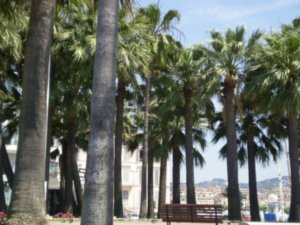 Cannes....palm trees