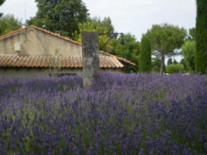 Campsite lavender