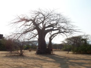 Baobab Valley