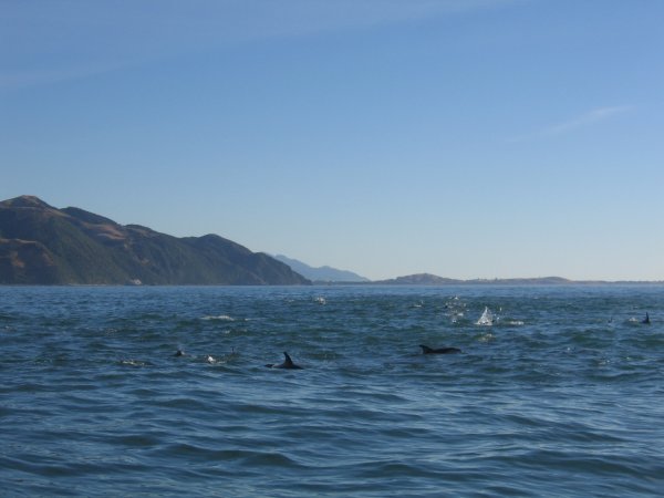 The hundreds of dolphins
