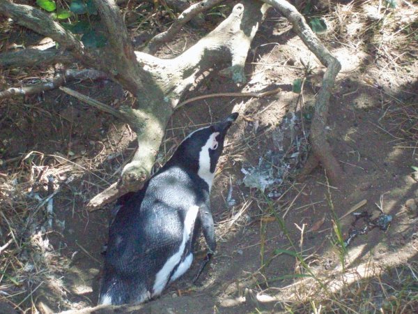 Penguin in a Nest