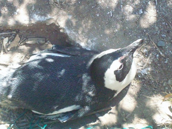 Penguin Taking a Nap