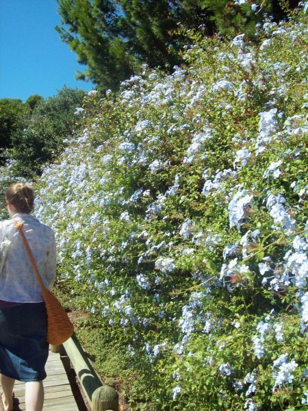 Awesome Flowering Boardwalk Bush